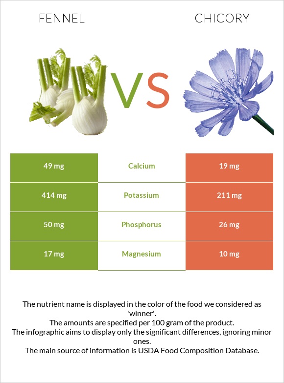 Fennel vs Chicory infographic