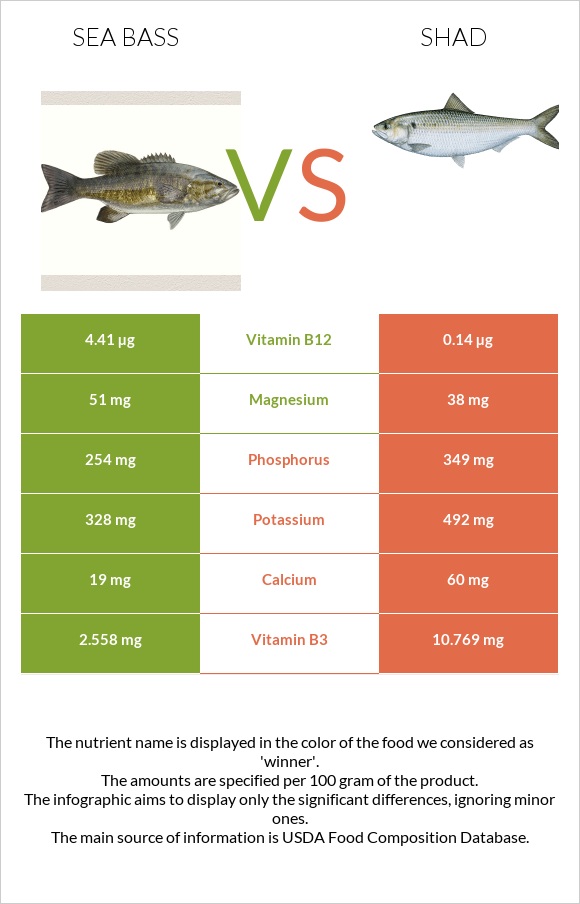 Bass vs Shad infographic