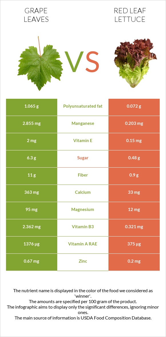Խաղողի թուփ vs Red leaf lettuce infographic