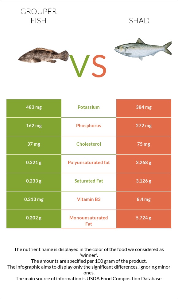 Grouper fish vs Shad infographic