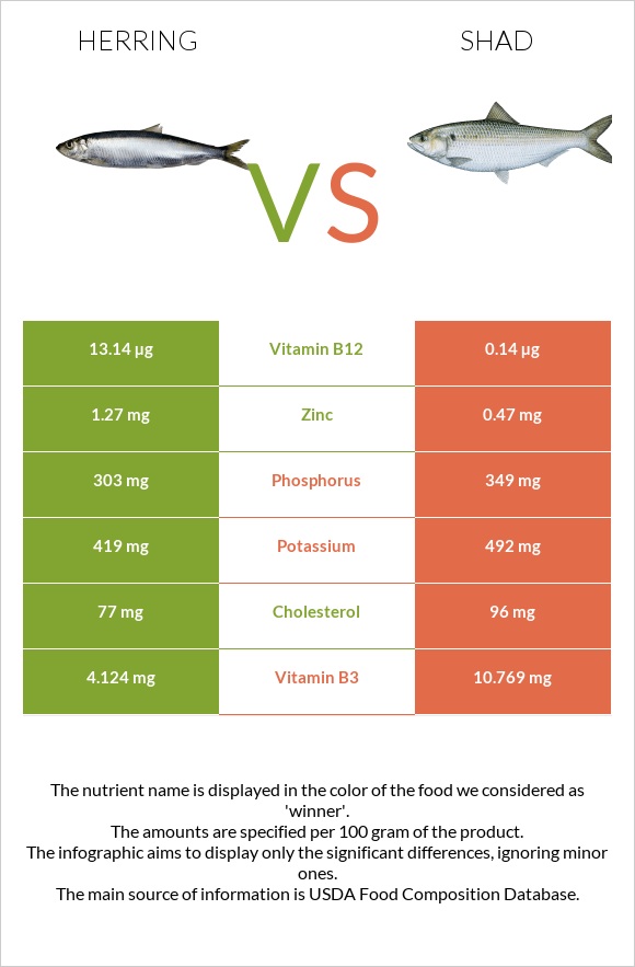 Herring vs Shad infographic