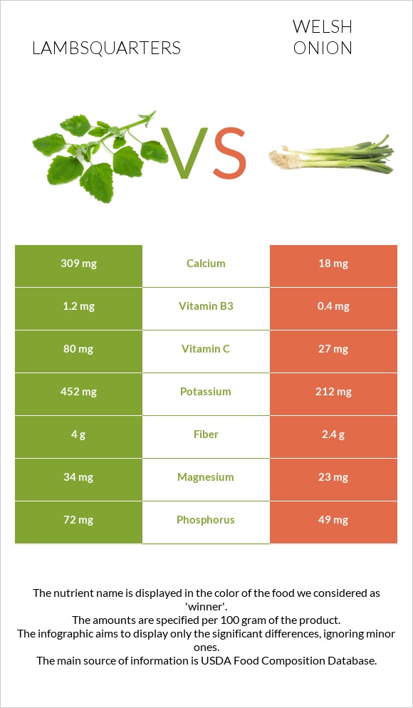 Lambsquarters vs Welsh onion infographic