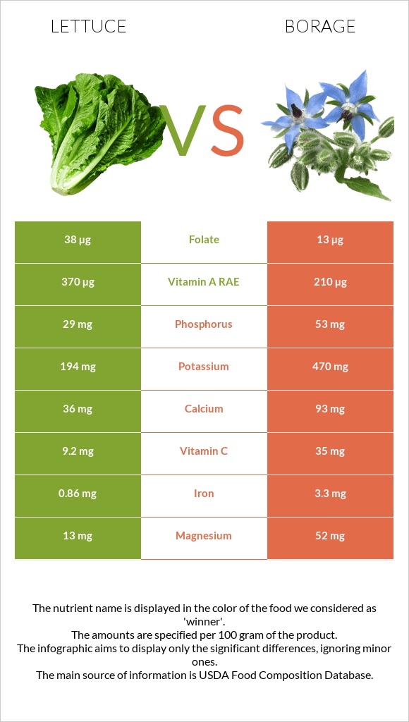 Lettuce vs Borage infographic