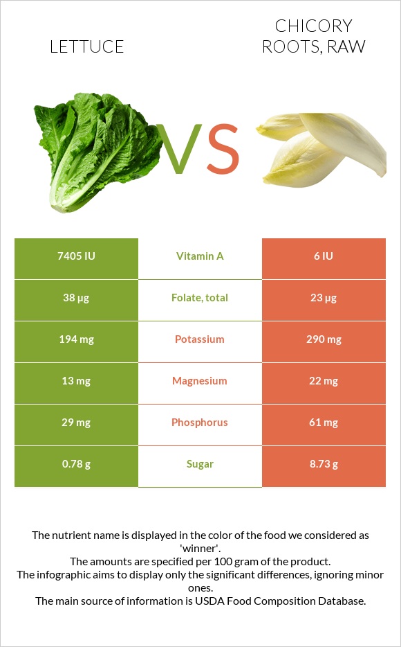 Lettuce vs Chicory roots, raw infographic