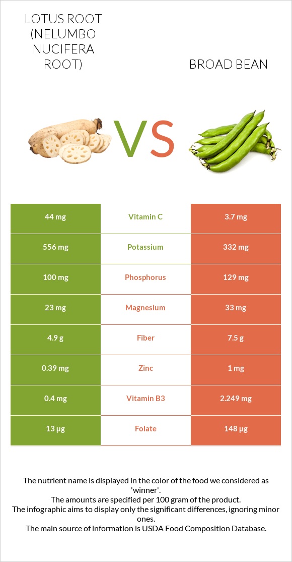 Lotus root vs Broad bean infographic