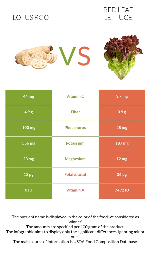 Lotus root vs Red leaf lettuce infographic