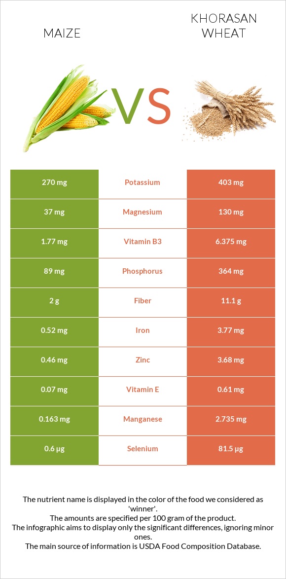Maize vs Khorasan wheat infographic