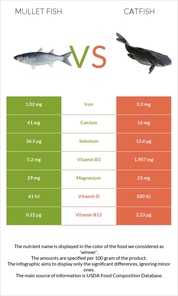 Mullet fish vs Catfish infographic