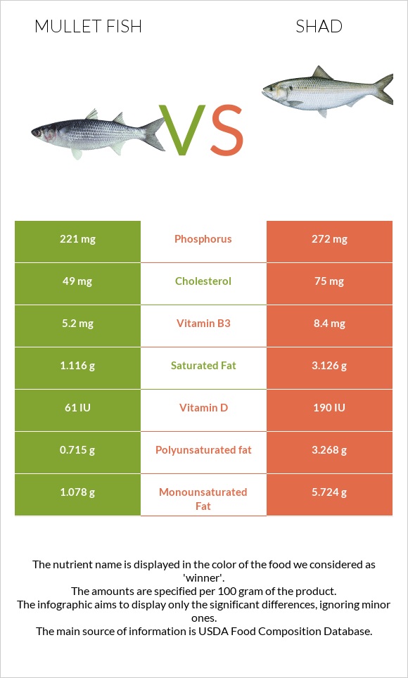 Mullet fish vs Shad infographic