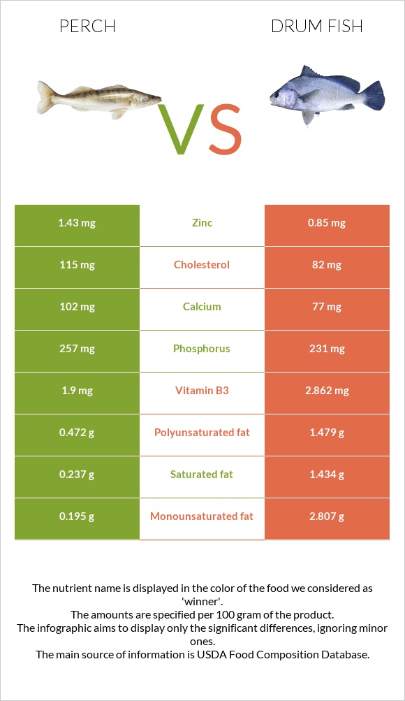 Perch vs Drum fish infographic