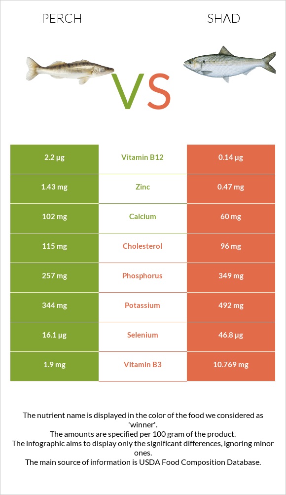 Perch vs Shad infographic