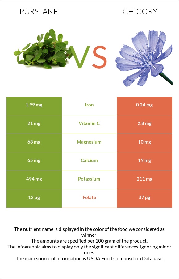 Purslane vs Chicory infographic