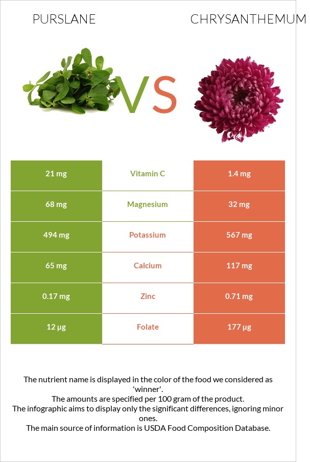 Purslane vs Chrysanthemum infographic