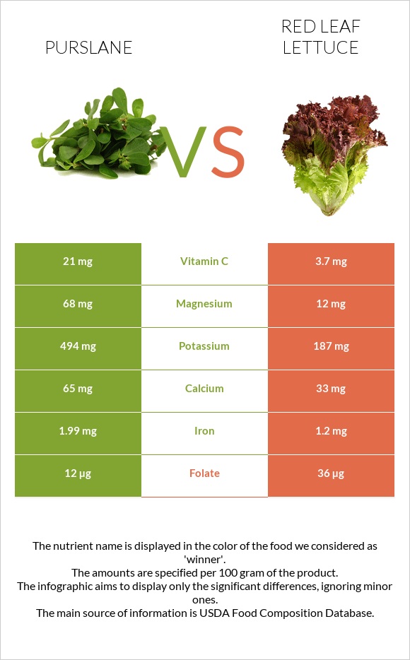 Purslane vs Red leaf lettuce infographic