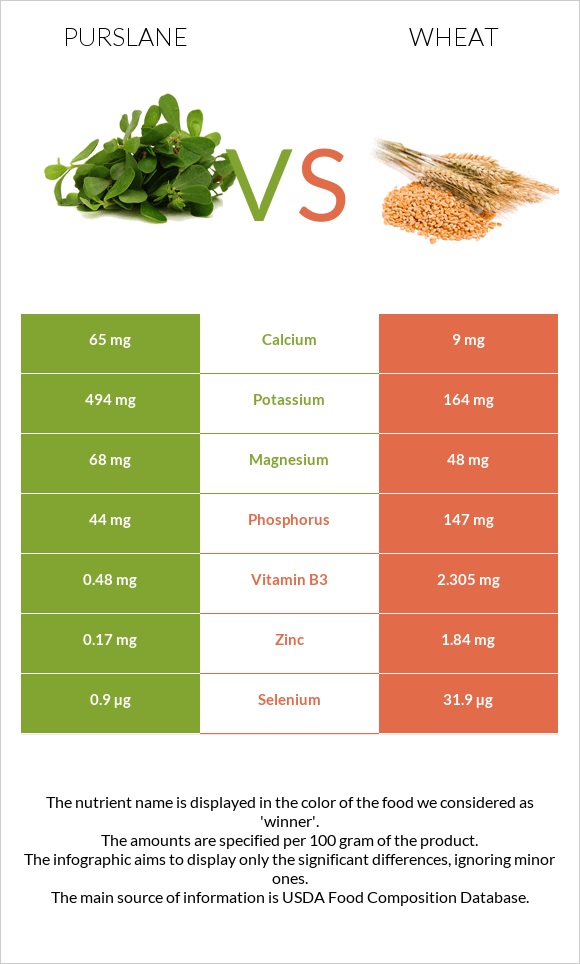 Purslane vs Wheat infographic