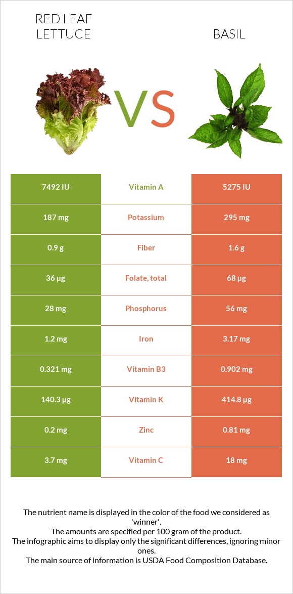 Red leaf lettuce vs Basil infographic