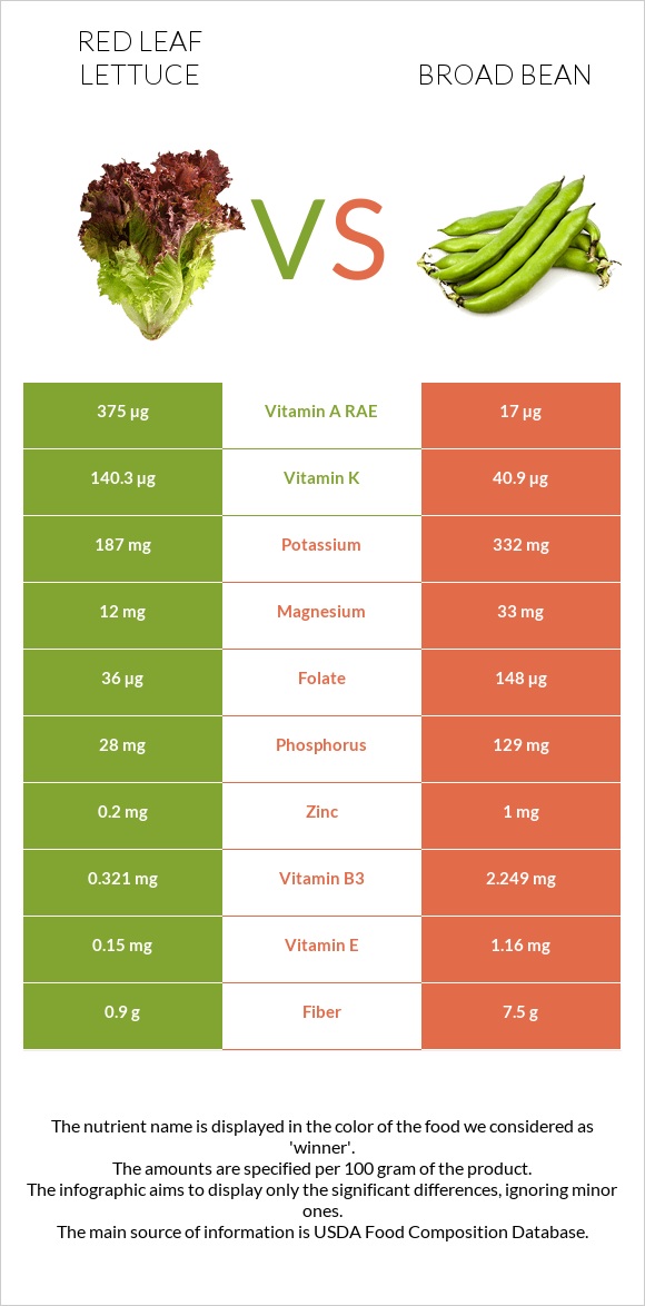 Red leaf lettuce vs Broad bean infographic
