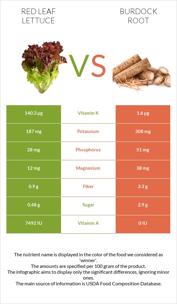 Red leaf lettuce vs Burdock root infographic