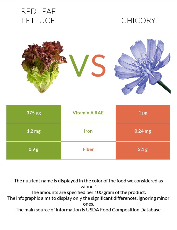 Red leaf lettuce vs Chicory infographic