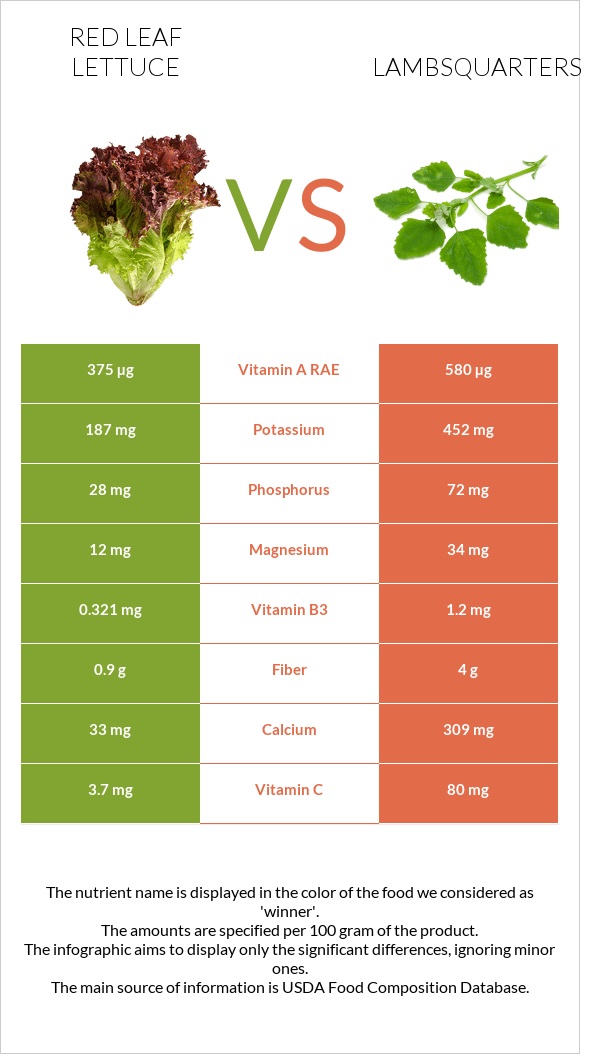 Red leaf lettuce vs Lambsquarters infographic