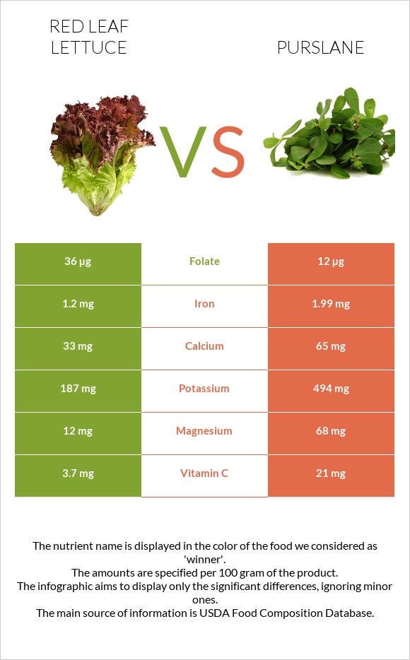 Red leaf lettuce vs Purslane infographic