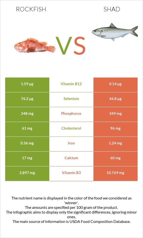 Rockfish vs Shad infographic