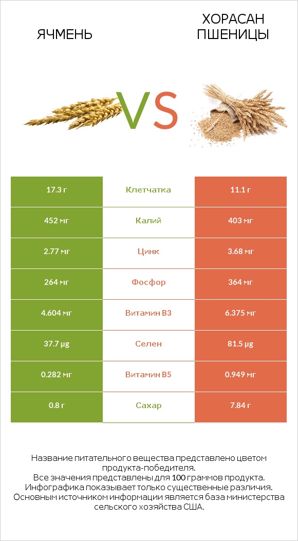 Ячмень vs Хорасан пшеницы infographic