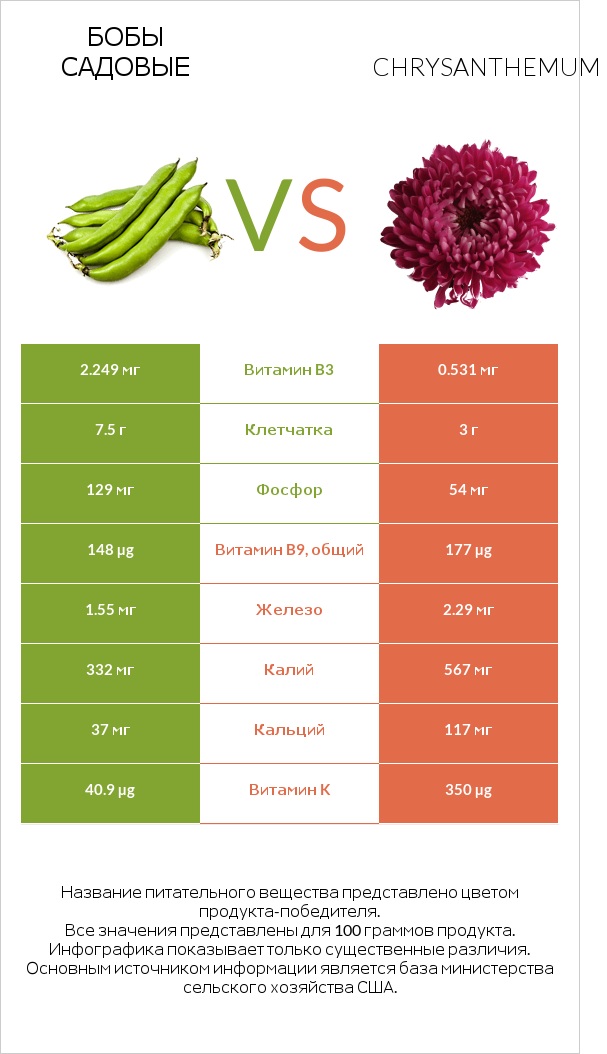 Бобы садовые vs Chrysanthemum infographic