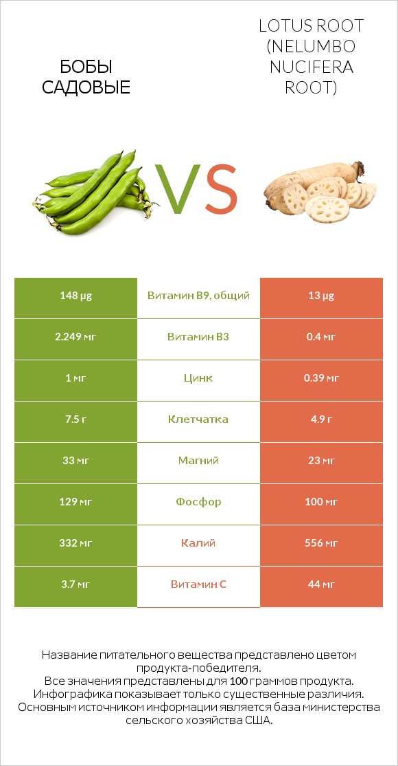 Бобы садовые vs Lotus root infographic