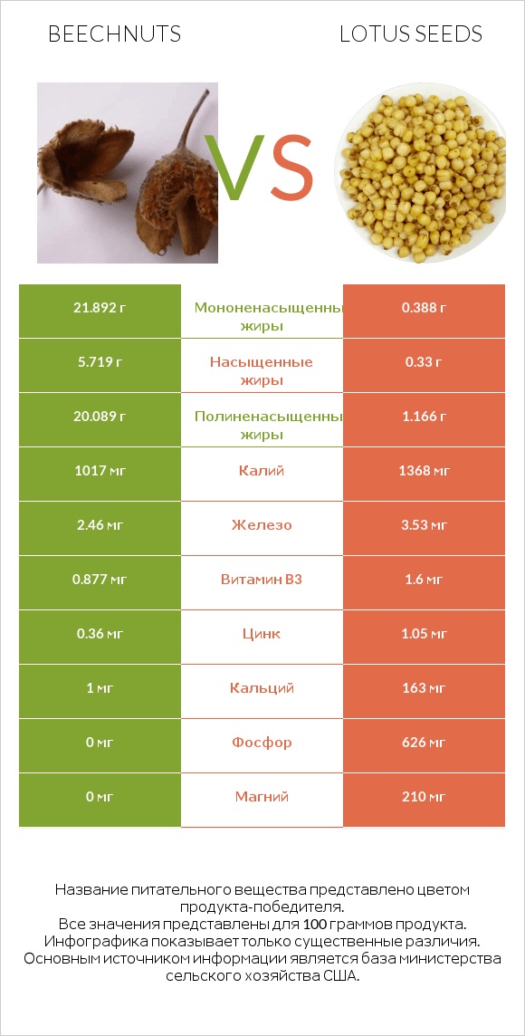 Beechnuts vs Lotus seeds infographic