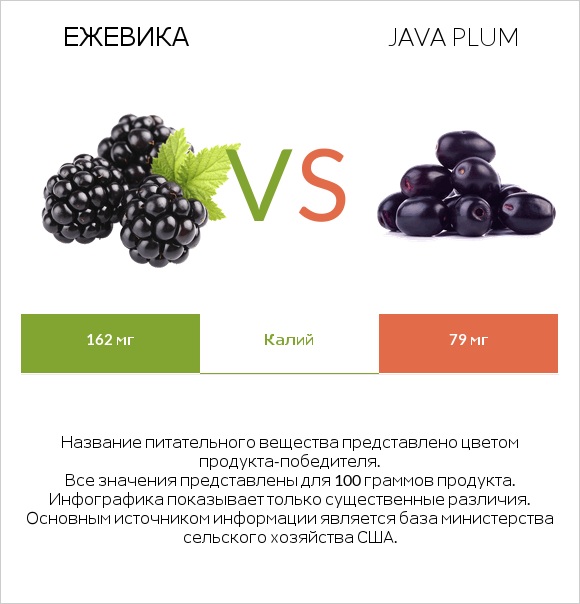 Ежевика vs Java plum infographic