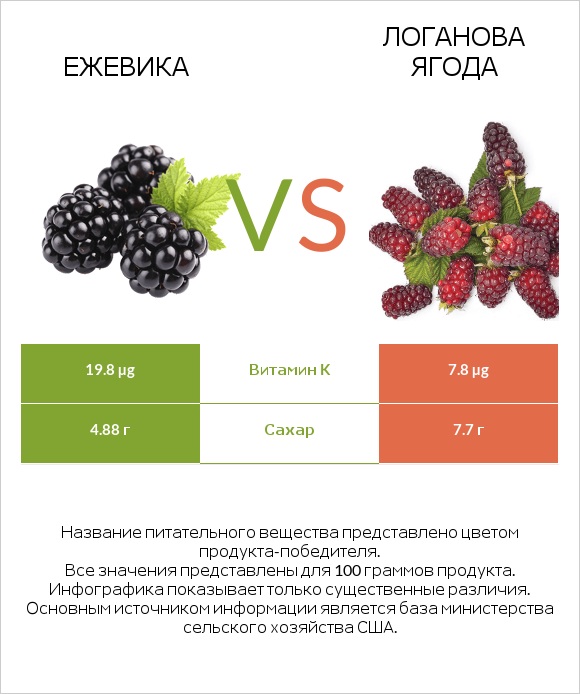 Ежевика vs Логанова ягода infographic