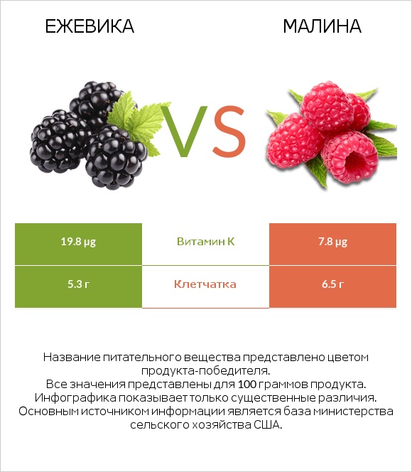Ежевика vs Малина infographic