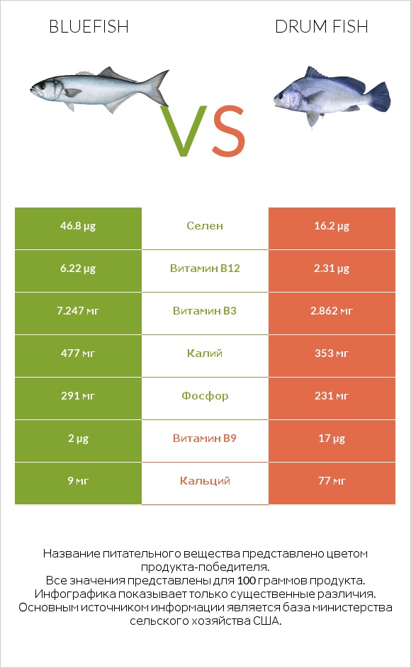 Bluefish vs Drum fish infographic