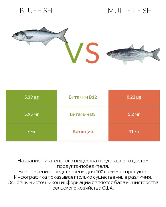 Bluefish vs Mullet fish infographic