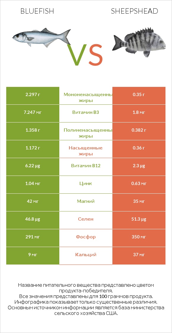 Bluefish vs Sheepshead infographic
