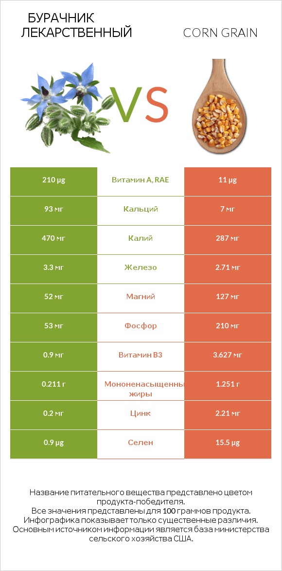 Бурачник лекарственный vs Corn grain infographic