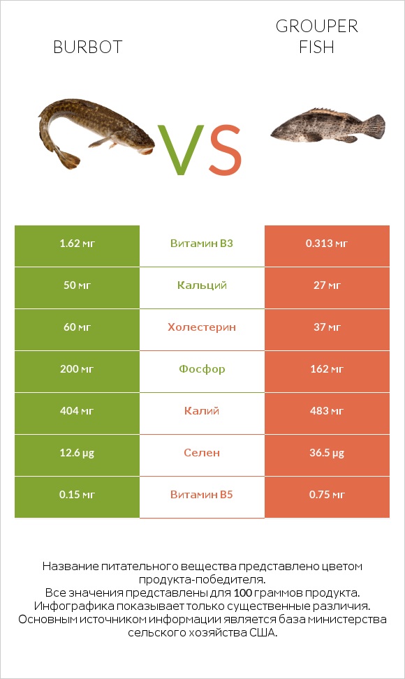 Burbot vs Grouper fish infographic