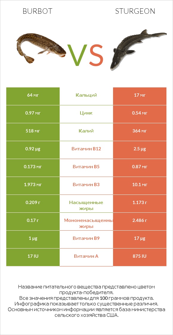 Burbot vs Sturgeon infographic