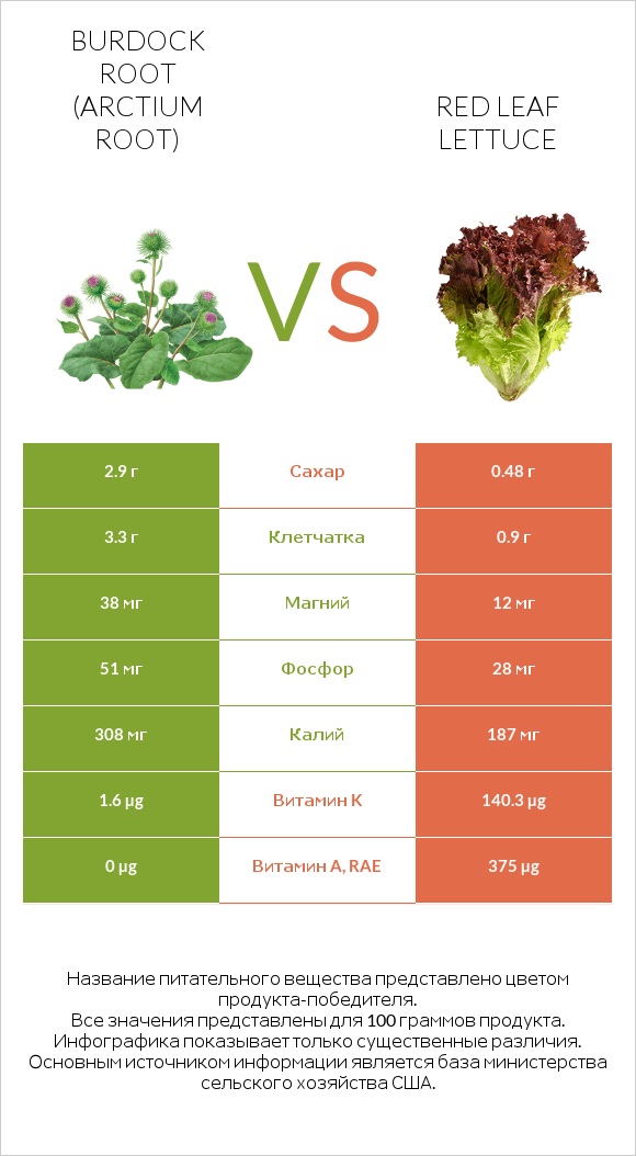 Burdock root vs Red leaf lettuce infographic