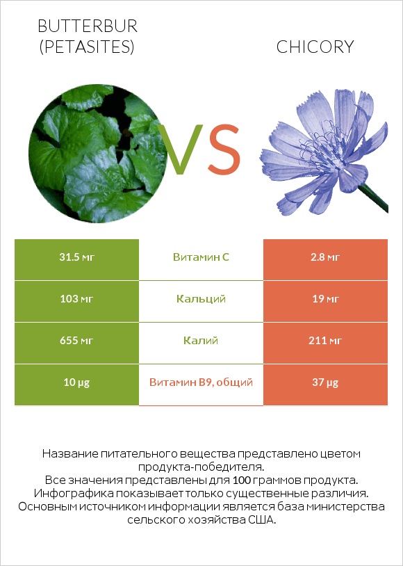 Butterbur vs Chicory infographic