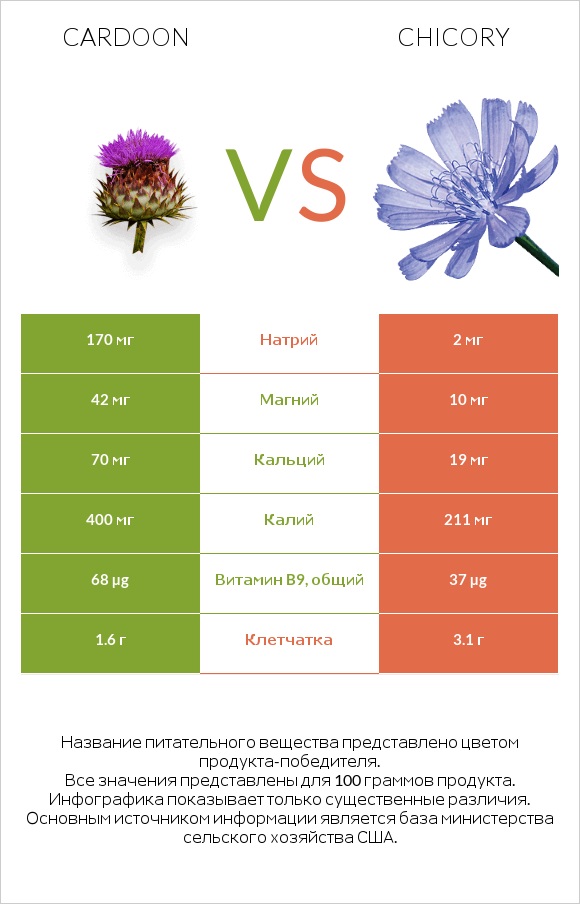 Cardoon vs Chicory infographic