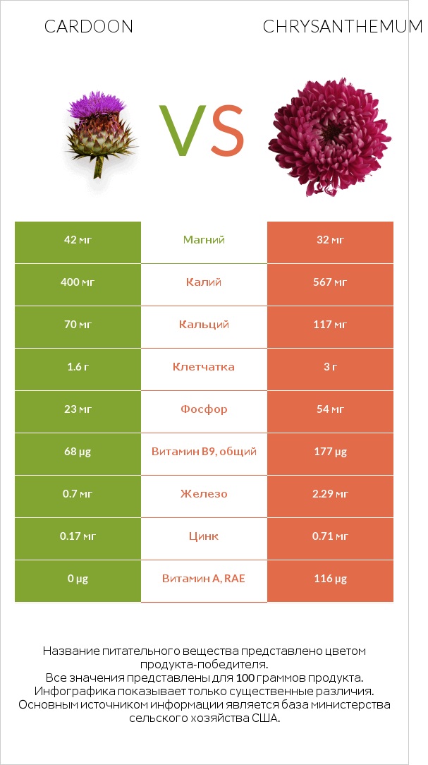 Cardoon vs Chrysanthemum infographic