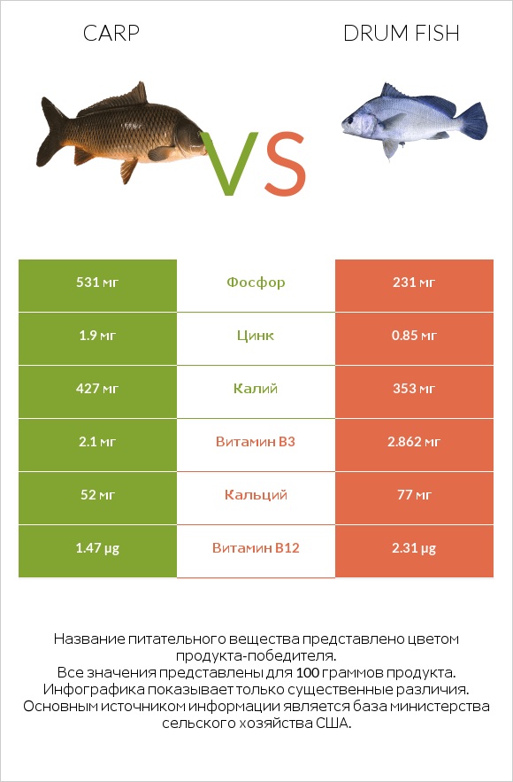 Carp vs Drum fish infographic