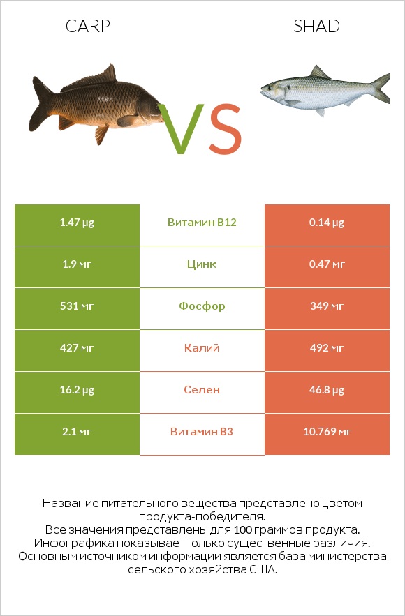 Carp vs Shad infographic