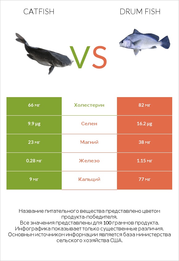 Catfish vs Drum fish infographic