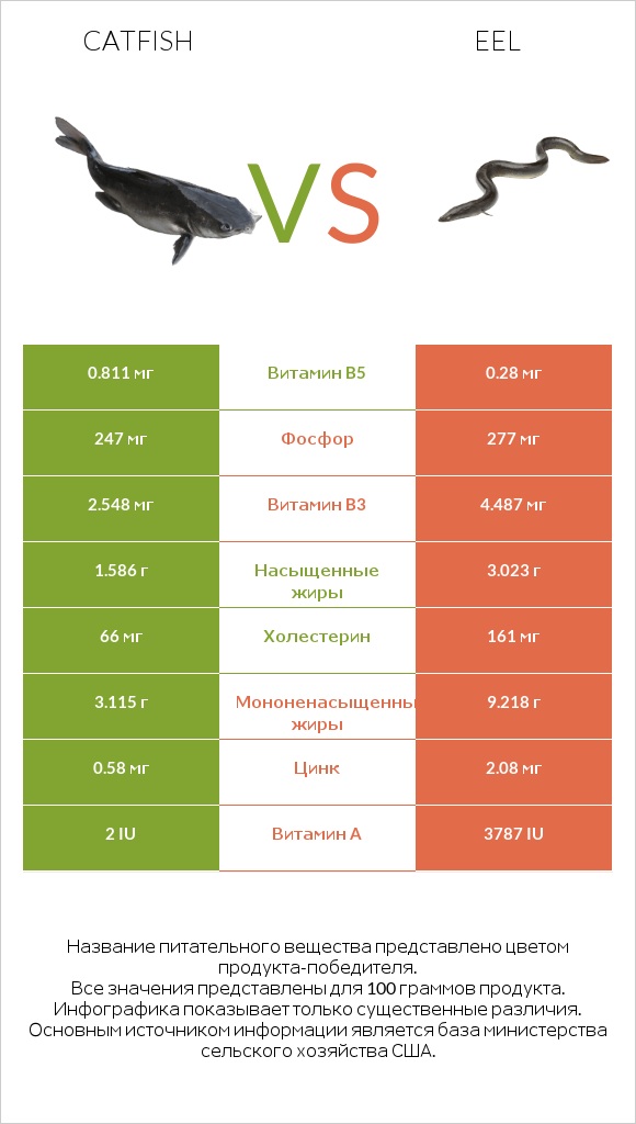 Catfish vs Eel infographic