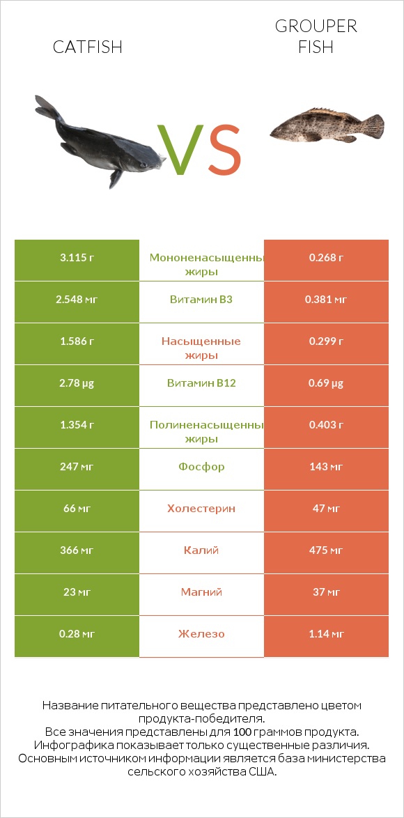 Catfish vs Grouper fish infographic