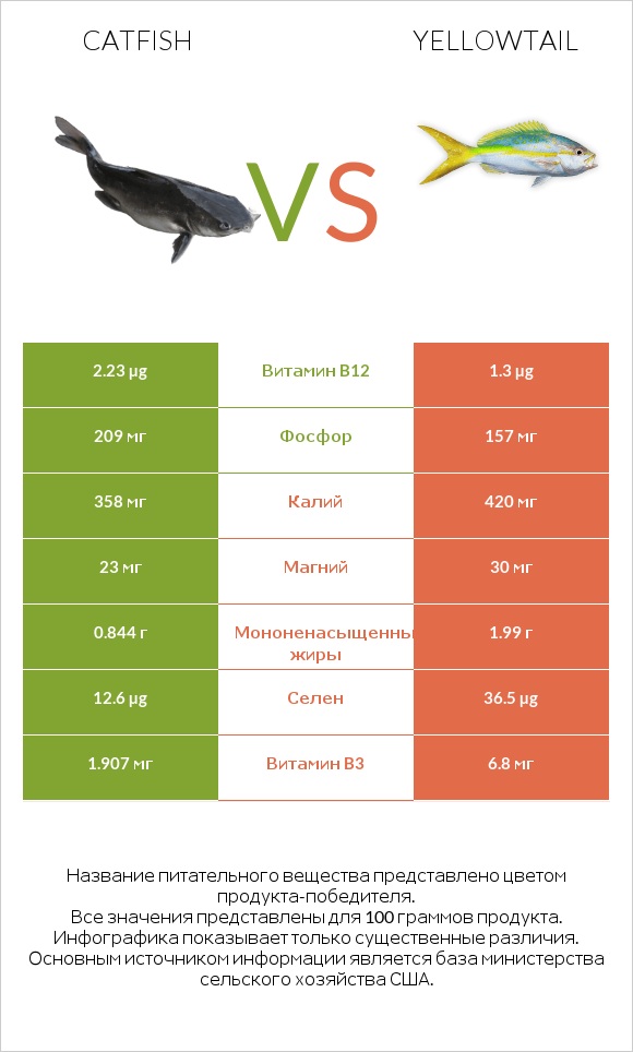 Catfish vs Yellowtail infographic