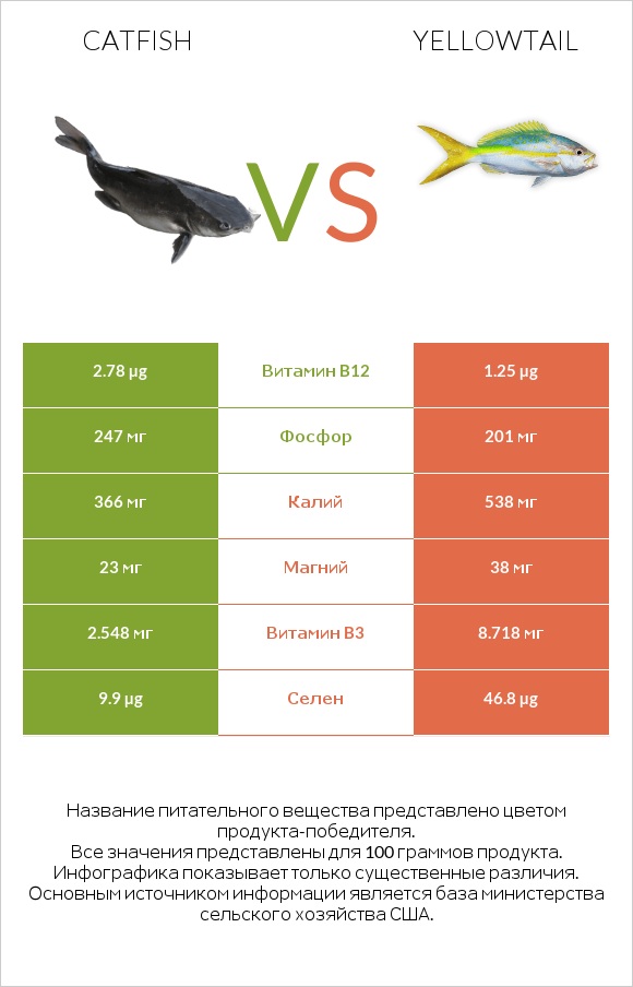 Catfish vs Yellowtail infographic